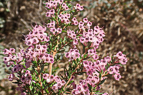 Image of Erica canaliculata by no rights reserved