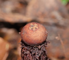 Calostoma fuscum
