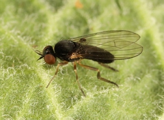 Agathomyia viduella