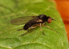 Agathomyia viduella