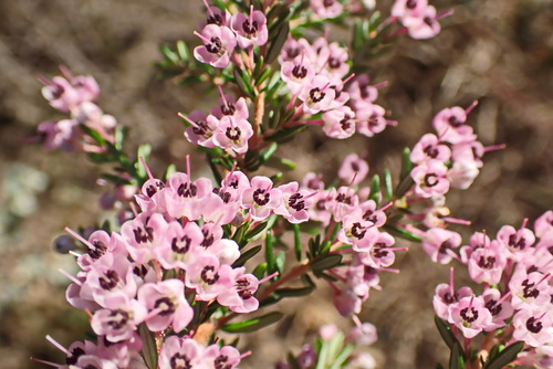 Image of Erica canaliculata by no rights reserved