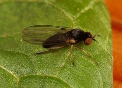 Agathomyia viduella