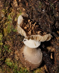 Amanita cinereoannulosa