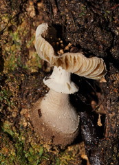 Amanita cinereoannulosa