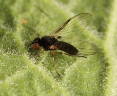 Agathomyia viduella