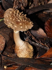 Amanita cinereoannulosa