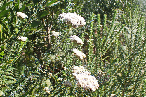 Image of Metalasia trivialis by no rights reserved