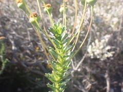 Euryops algoensis