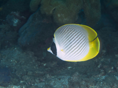 Chaetodon adiergastos