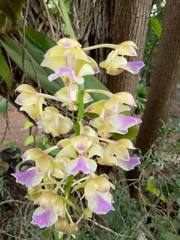 (c) Wutthichayapartith Rasvara Nangkasamarinile, some rights reserved (CC BY) Aerides houlletiana, photograph (c) Wutthichayapartith Rasvara Nangkasamarinile, some rights reserved (CC BY)