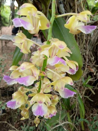 Aerides houlletiana, photograph 4
