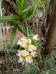 (c) Wutthichayapartith Rasvara Nangkasamarinile, some rights reserved (CC BY) Aerides houlletiana, photograph (c) Wutthichayapartith Rasvara Nangkasamarinile, some rights reserved (CC BY)