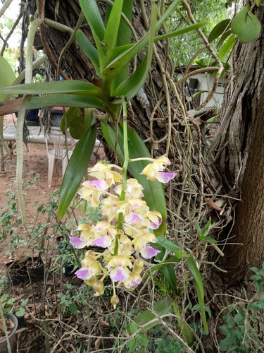 Aerides houlletiana, photograph 6