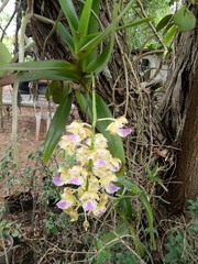 Aerides houlletiana, photograph (c) Wutthichayapartith Rasvara Nangkasamarinile, some rights reserved (CC BY)