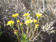 Euryops algoensis