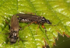 Bibio lanigerus