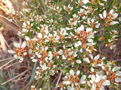 Spyridium spathulatum