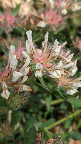Lotus hirsutus, photograph 1