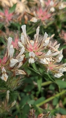 Lotus hirsutus, photograph Sergio, CC BY, iNaturalist via GBIF