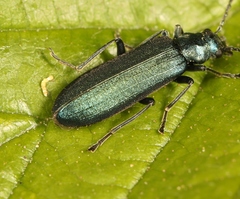 Ischnomera cyanea
