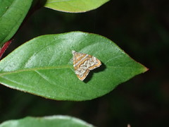 Choreutis orthogona