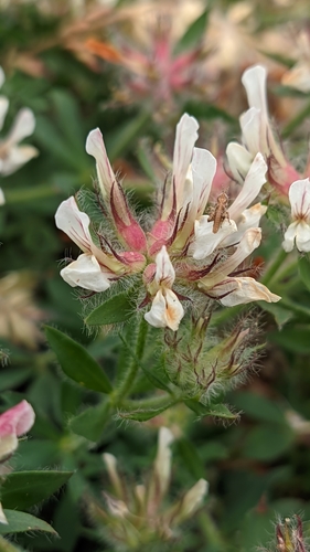 Lotus hirsutus, photograph 2