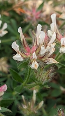Lotus hirsutus, photograph Sergio, CC BY, iNaturalist via GBIF