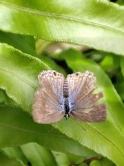 Leptotes plinius