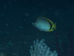 Chaetodon selene