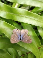 Leptotes plinius