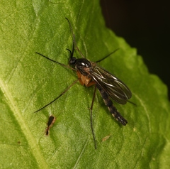Platyura marginata
