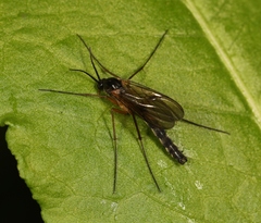 Platyura marginata