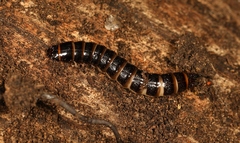 Stenagostus rhombeus