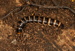 Stenagostus rhombeus