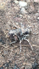 Cyphoderris monstrosa