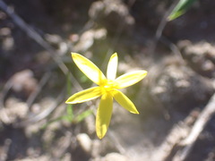 Pauridia trifurcillata
