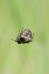 Gibbaranea bituberculata
