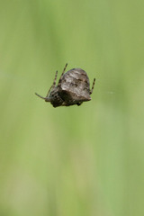 Gibbaranea bituberculata