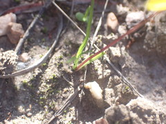 Pauridia trifurcillata