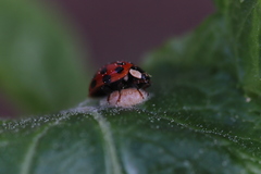 Dinocampus coccinellae paralysis virus