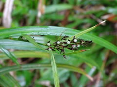 Scleria scrobiculata