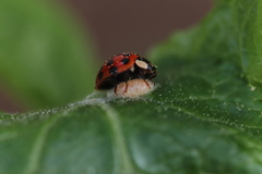 Dinocampus coccinellae paralysis virus