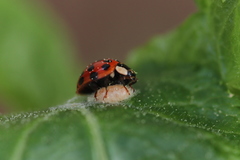 Dinocampus coccinellae paralysis virus