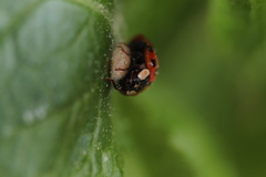 Dinocampus coccinellae paralysis virus