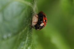 Dinocampus coccinellae paralysis virus