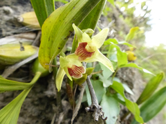 Maxillariinae
