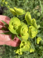 Euphorbia amygdaloides