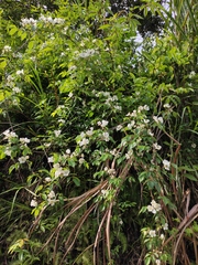 Rosa henryi