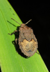 Megymenum brevicorne