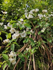 Rosa henryi